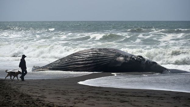 ballena muerta