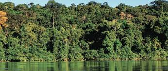 El bosque amazónico no es el pulmón del mundo