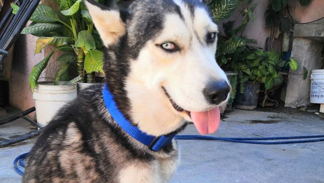 Max, el perrito que vendía cupcakes para pagar sus medicinas, perdió la lucha contra el cáncer