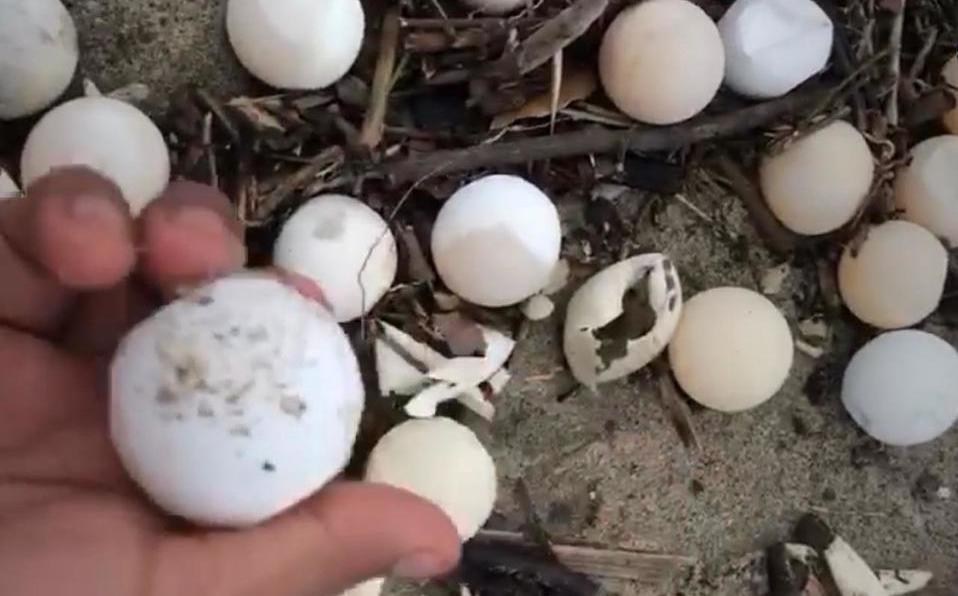 huevos de tortuga