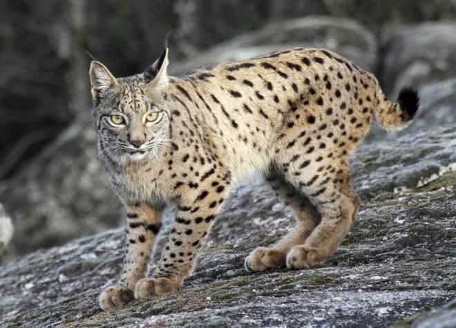 Lince ibéric