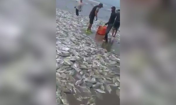Mar lanza cientos de peces vivos a playas de Acapulco (video)