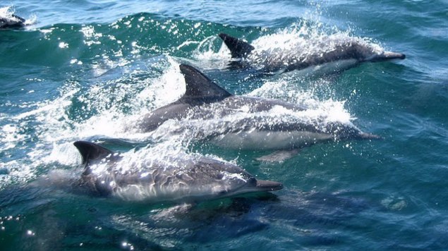 delfines