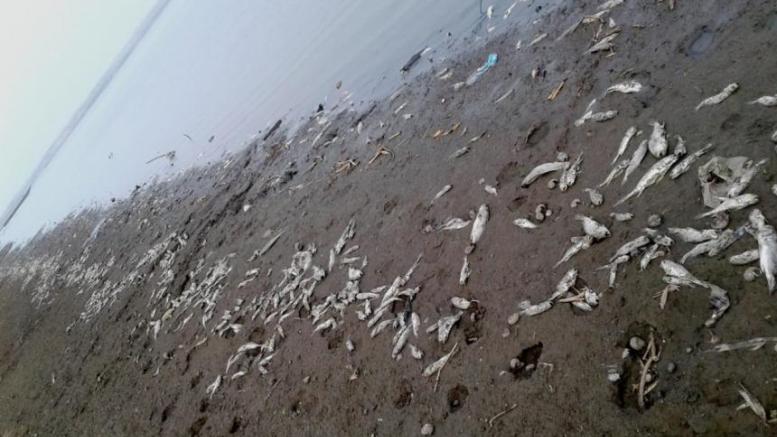 Peces muertos en la playa de San Pedrito, en Manzanillo